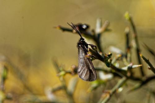 Réf. 229 477 : Heterogynis penella